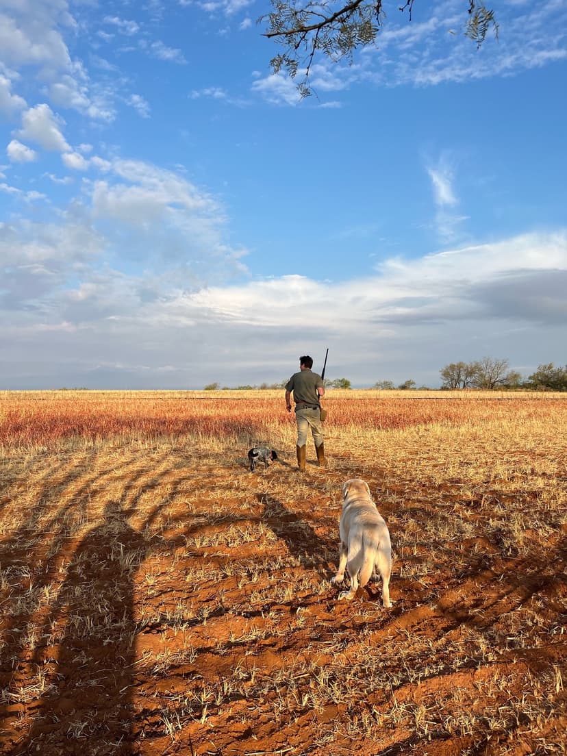 Dove Hunting